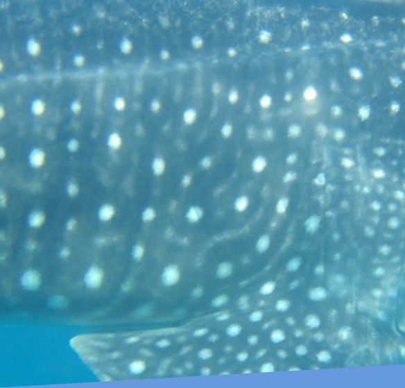 0bb18799-f4ae-4474-831b-0bdc11f3185b