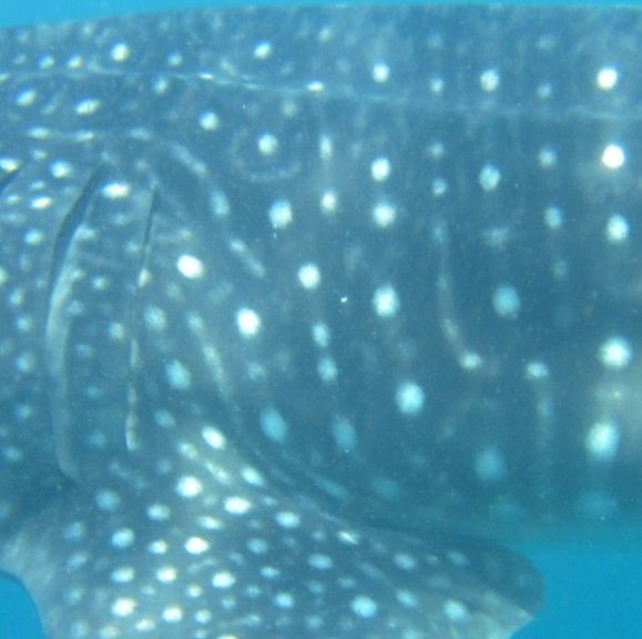 0bb18799-f4ae-4474-831b-0bdc11f3185b