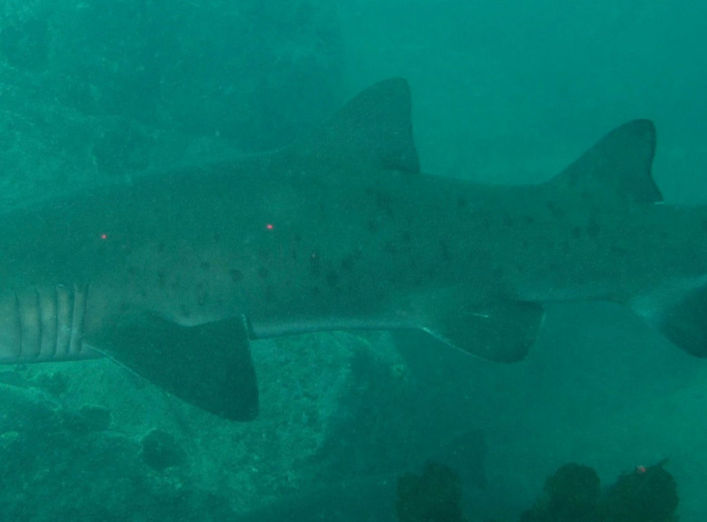 ff1cac0f-6066-4d29-849d-78d341cc5ec3