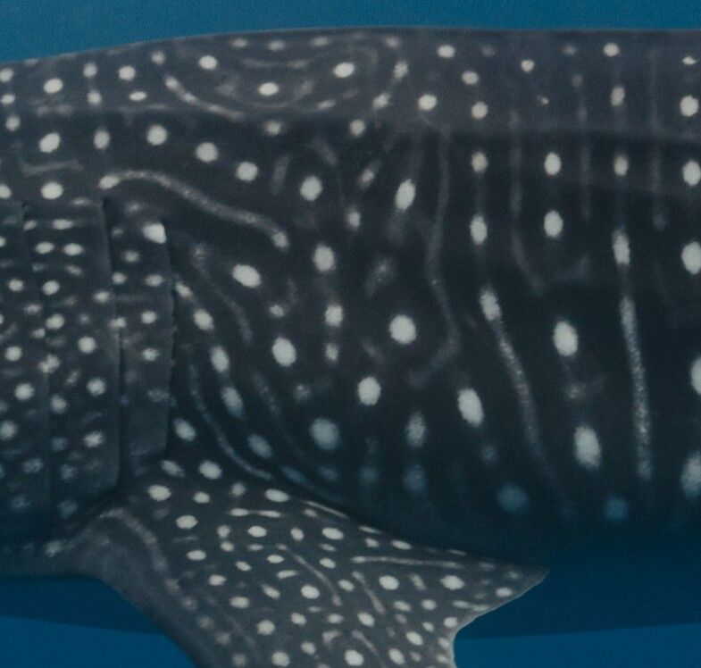 195c6e77-4af9-4267-8c79-3e525254440e