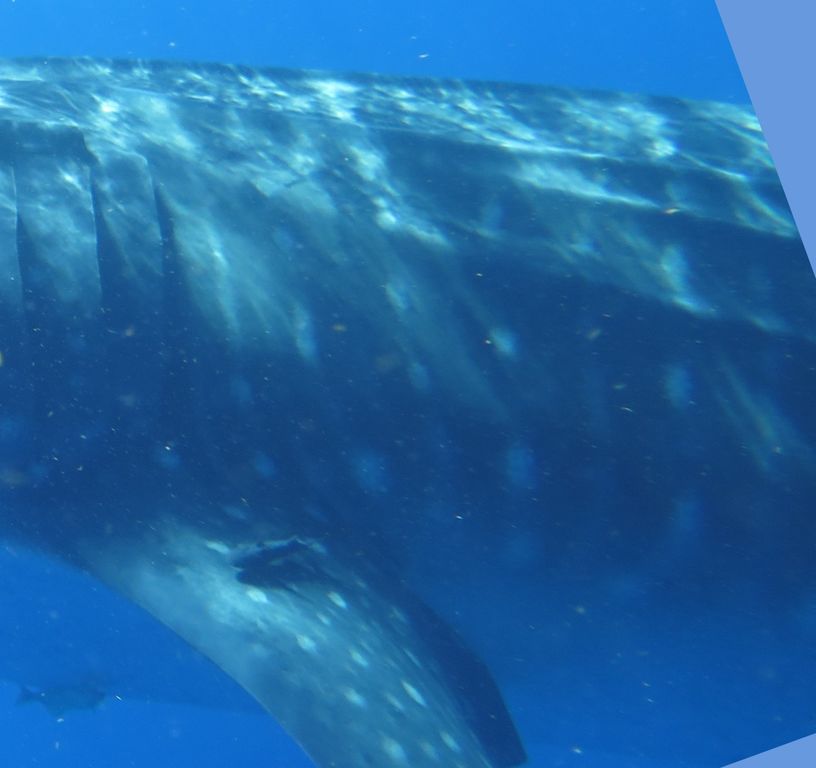 c47f3747-7666-45a7-bee5-1cde0b274041