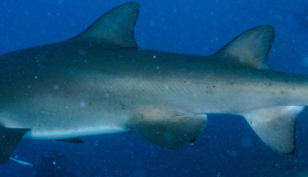 f6080cea-1a80-456e-9d85-39503d7d48f0