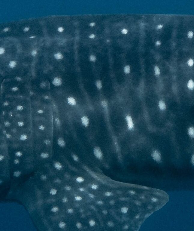 e125a2a5-c1ad-4d38-975f-782982be3730