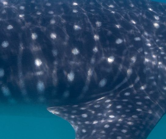 abf9988b-b720-451f-a1b4-85f286ca829a