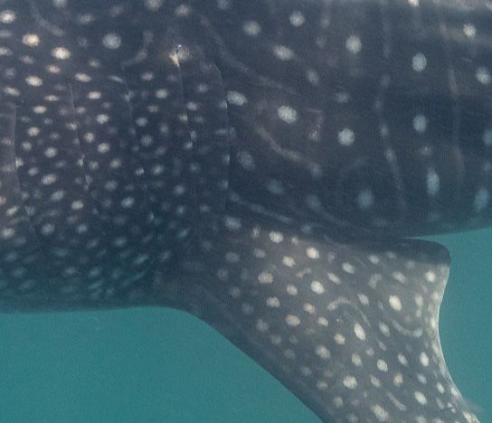 abf9988b-b720-451f-a1b4-85f286ca829a