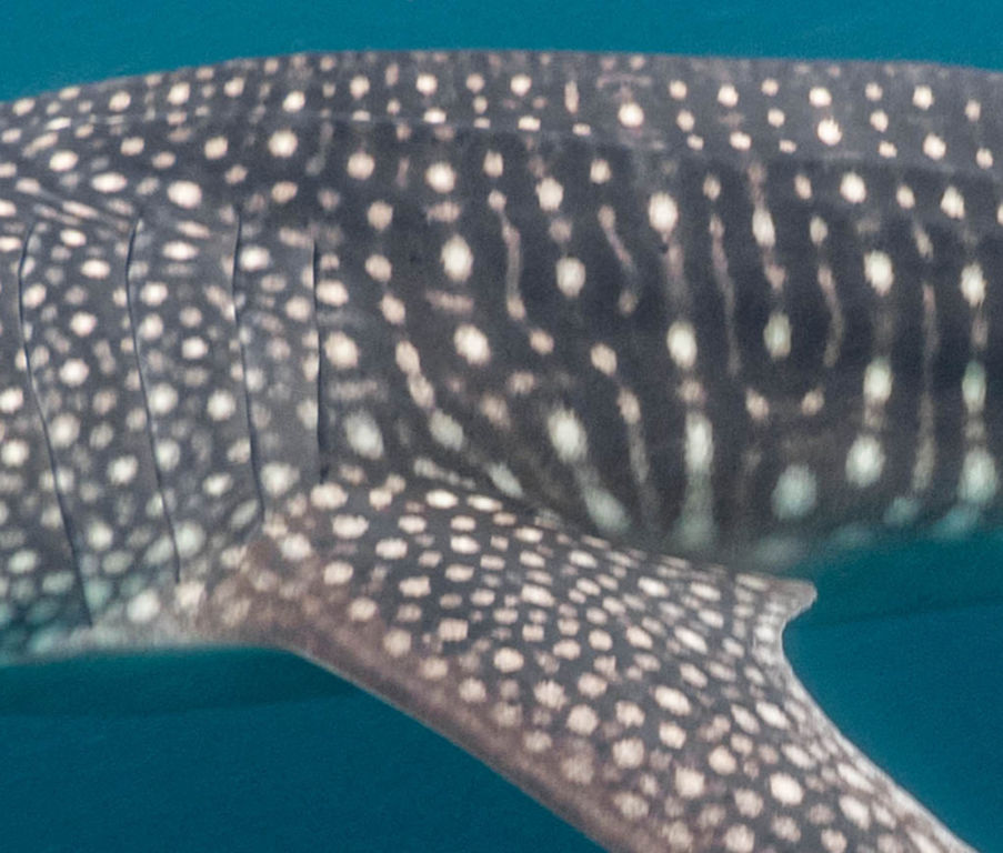 c74bc851-65a8-490a-b519-e298d2751faa