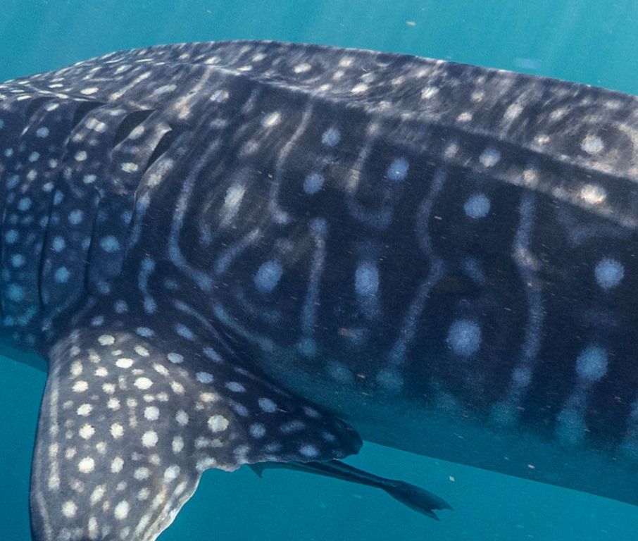 265ff0f8-9653-40d7-b74e-59430aa7b484