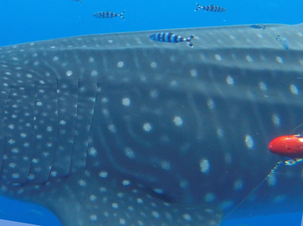 6bef2826-998a-45d5-acdd-b99a310d6cd7