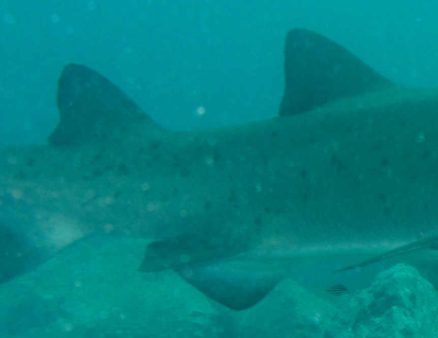 01e50750-df12-43c4-aa03-0d24b19e27d8