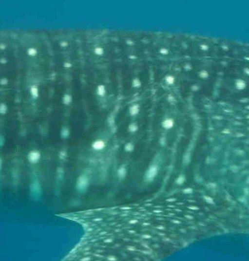 08a8fa1f-3933-427f-83f8-65d2f24c93a7