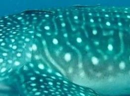 62c7829f-97c4-4fd2-87d3-a3a930bfc61f