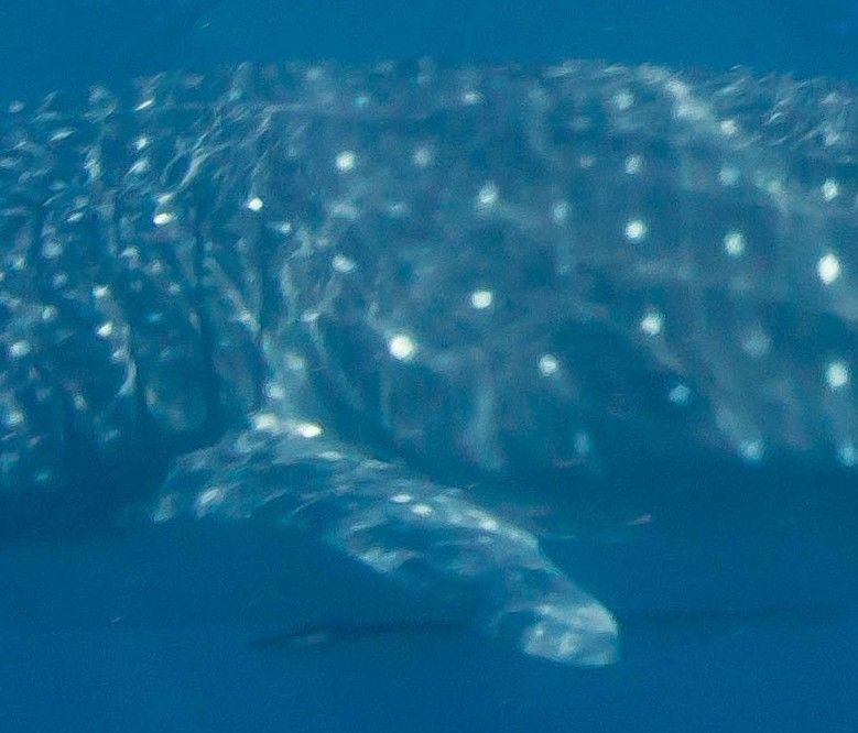 58f7f525-c64e-4da9-a65f-24f80620227d