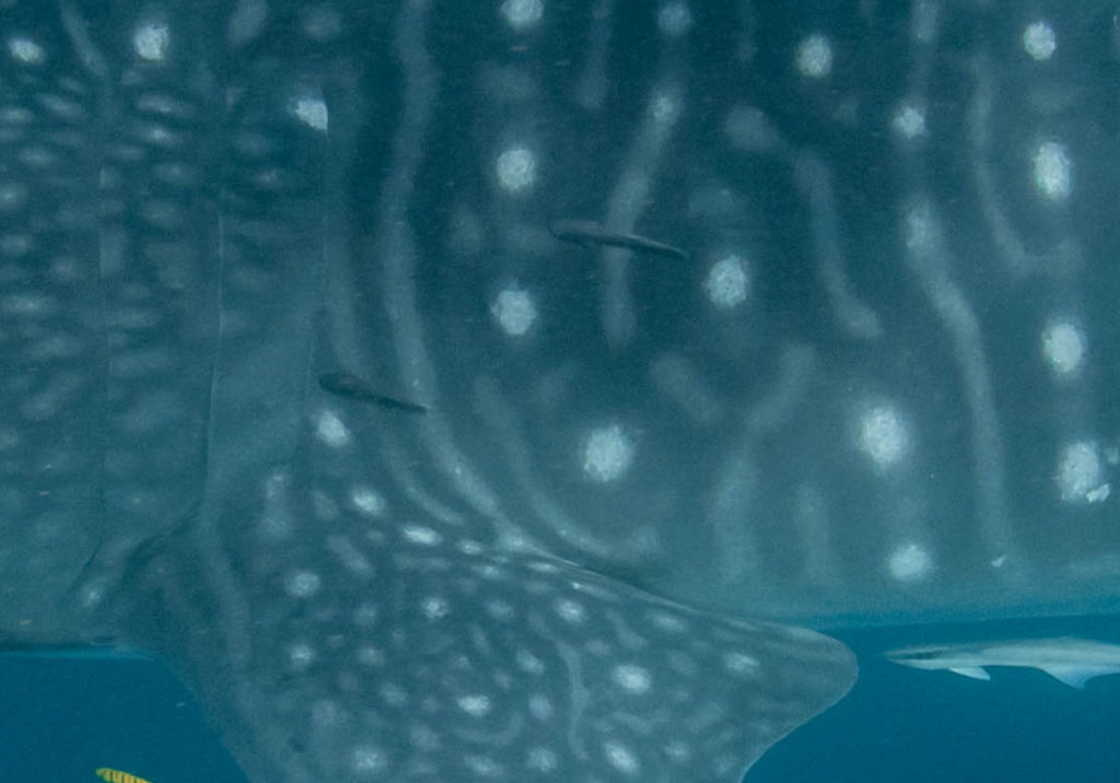 581ad61c-4138-4af7-899e-9d0422cd5993