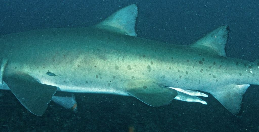 60ccd015-b3c1-410a-9d81-773cbcbe87dd