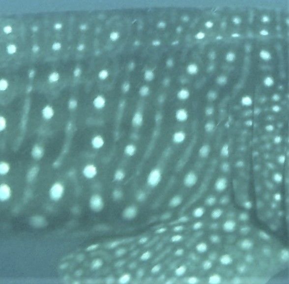 67d081b1-82cf-4fac-8948-d56054b46f2e