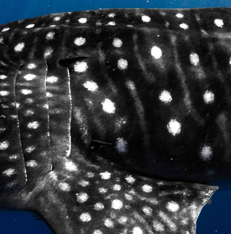 68af1456-2456-473d-a4d4-832dab68f2b2