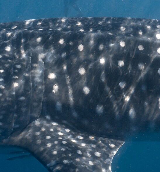 1655d7ca-fd93-4898-9237-a89f3973a931