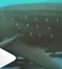 015e47e2-6583-412e-b98a-6a2c47485127