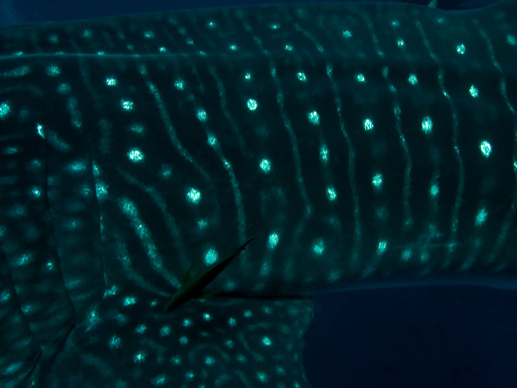 7e8c09ad-88a7-43ad-a373-48770b4c032d