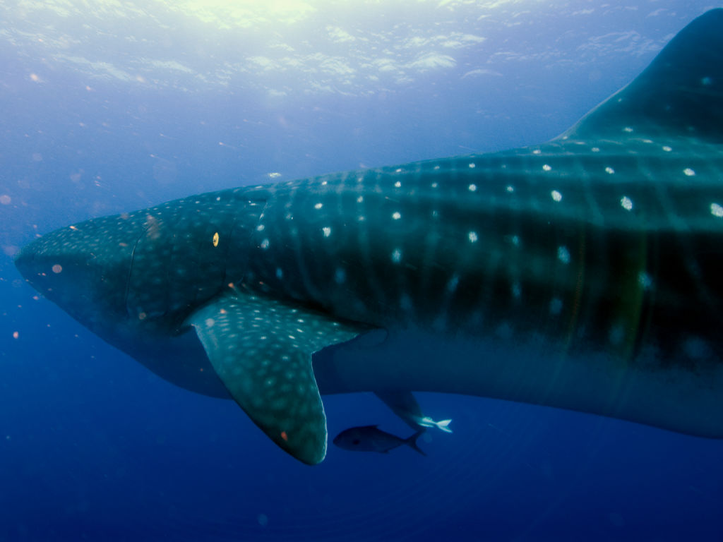 94ca75d9-4c05-455c-a5b3-db02367b11ea