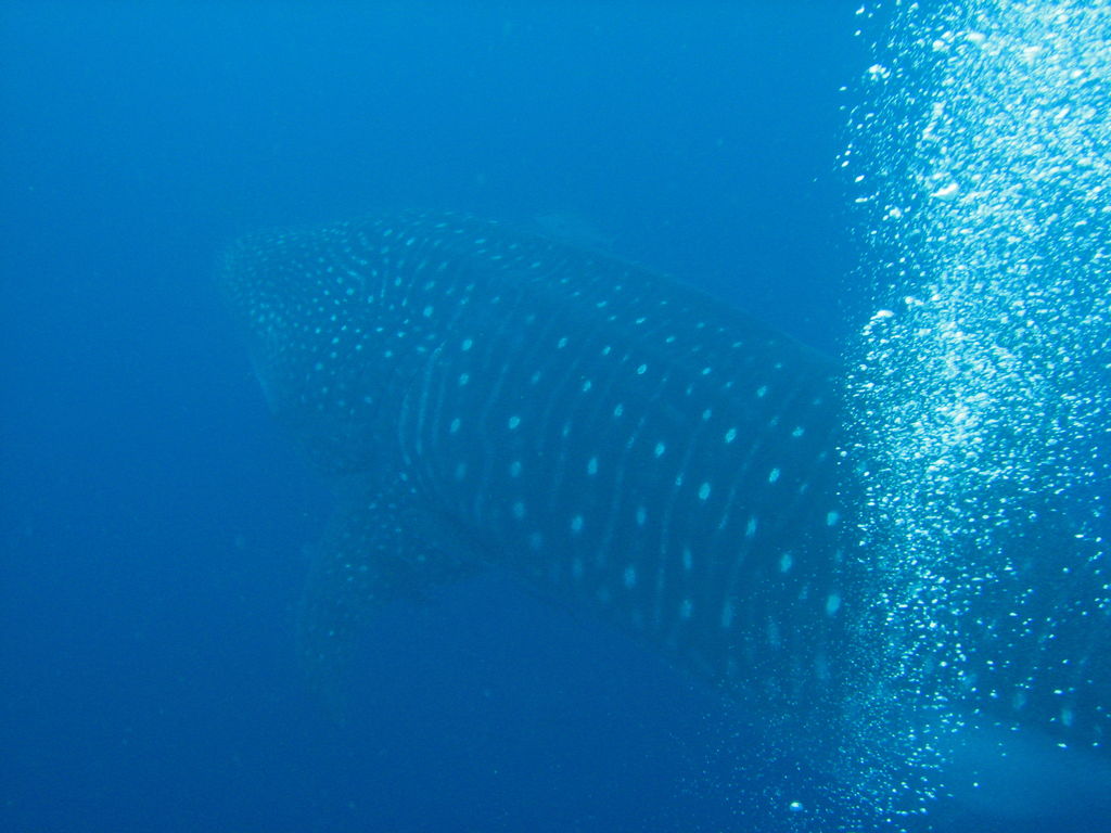 b0affe7b-1cde-46b8-8625-2e893550fb34