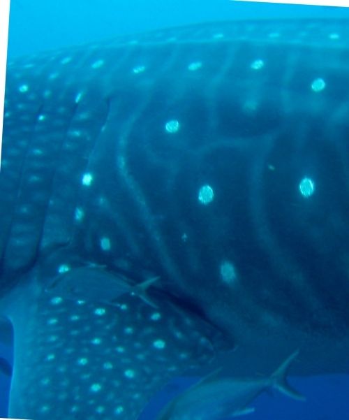 55960027-8c1a-44bc-8b5c-134e229395f7