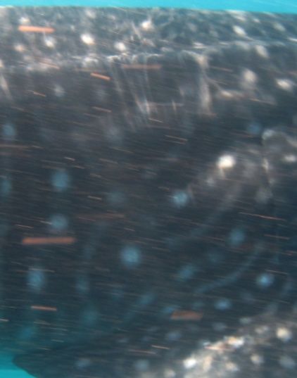 ad7e8b5c-369e-41ae-aaeb-79de871243f4