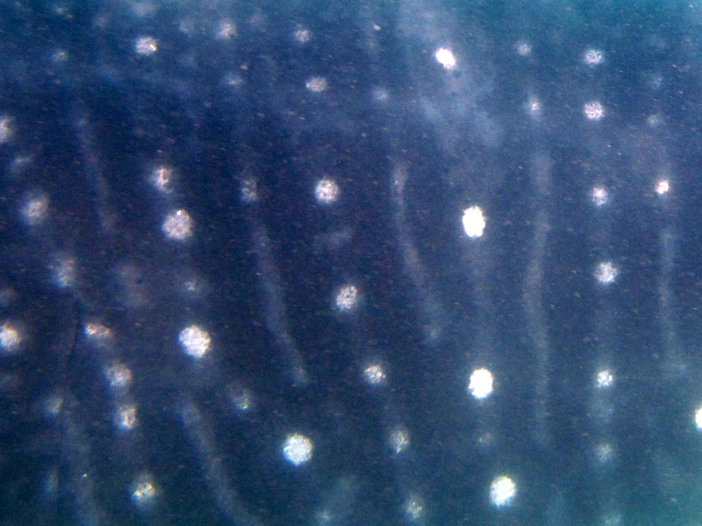 52d6206d-dea9-49be-9cfb-25cfe5809897