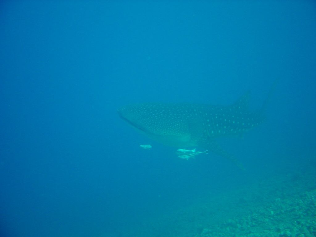 4356071c-f9f6-4e21-a38b-42c03cf650da