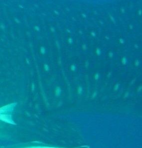 4356071c-f9f6-4e21-a38b-42c03cf650da