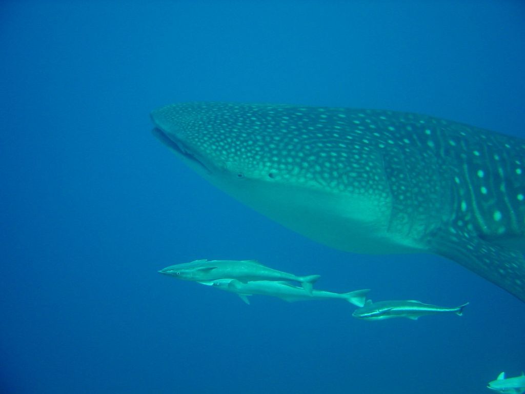 4356071c-f9f6-4e21-a38b-42c03cf650da