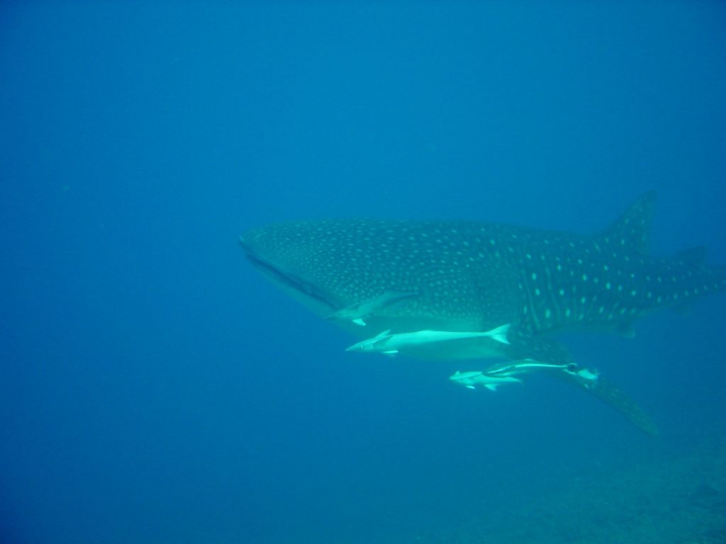 4356071c-f9f6-4e21-a38b-42c03cf650da