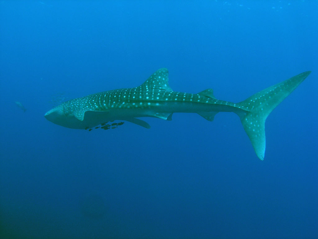 fc6cd568-2b7e-405a-8090-792db59b3697