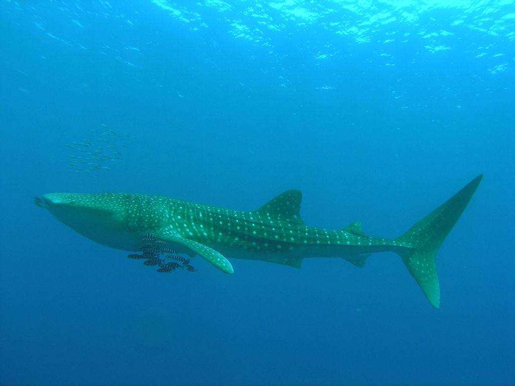 fc6cd568-2b7e-405a-8090-792db59b3697