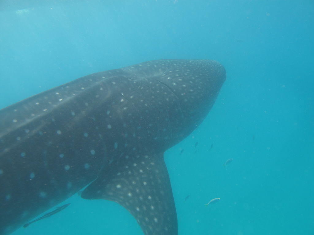 4ff16c1b-f835-4d45-a7b0-9da6dec3433e