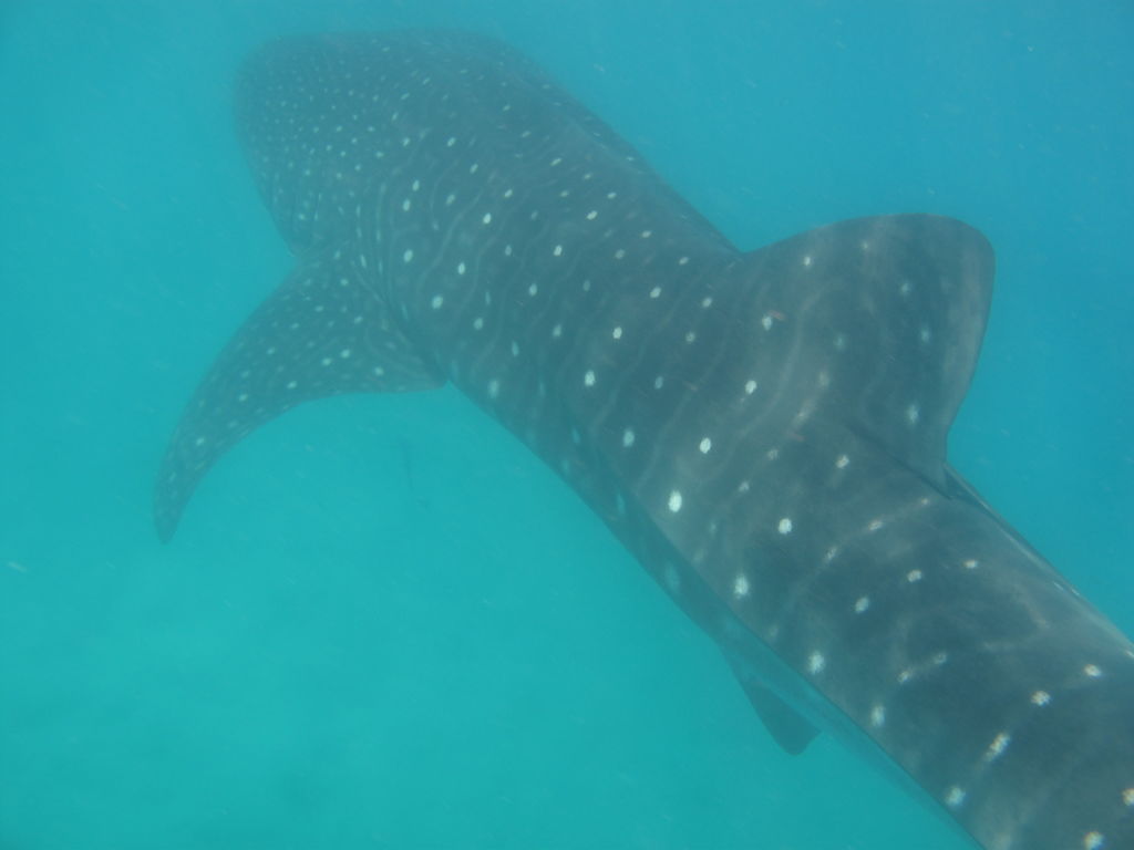 4ff16c1b-f835-4d45-a7b0-9da6dec3433e