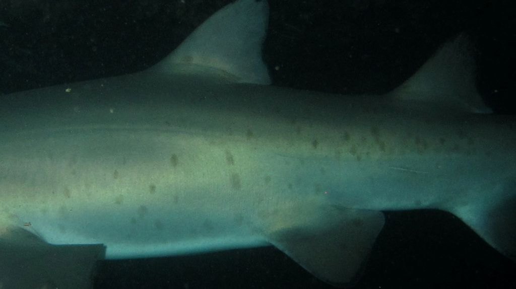 7f962089-7467-4050-a52b-7b7746019e82