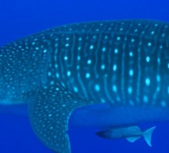 761f845b-8faf-4225-b80a-09ad9c5bd22f