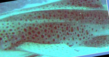 262e4859-ddbe-462b-a402-d978ea90dfd8