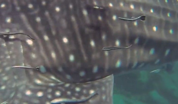 a399eaa2-89b0-4bd4-8a8f-f89a3f1be934