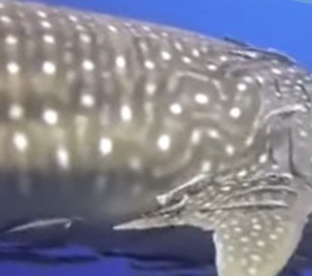 5581d2df-9219-4653-aa9f-d6fa82c3f598