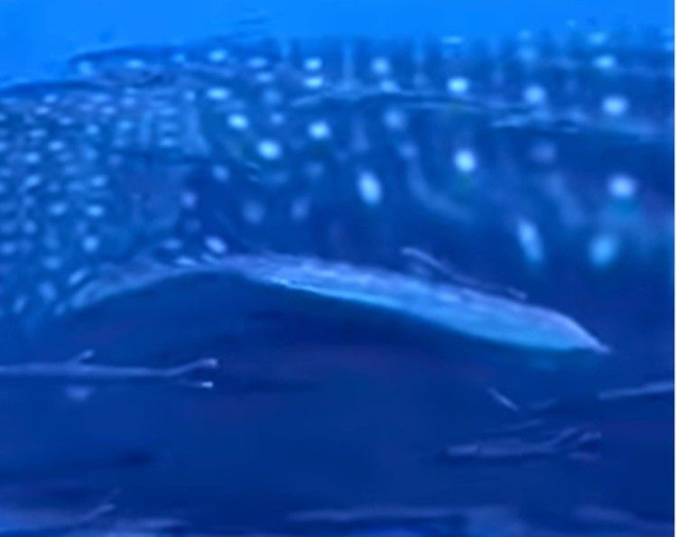 5581d2df-9219-4653-aa9f-d6fa82c3f598