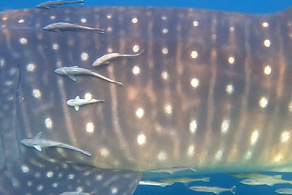 0cbf87d0-ec6c-4e9a-bbb3-613b61d49a27