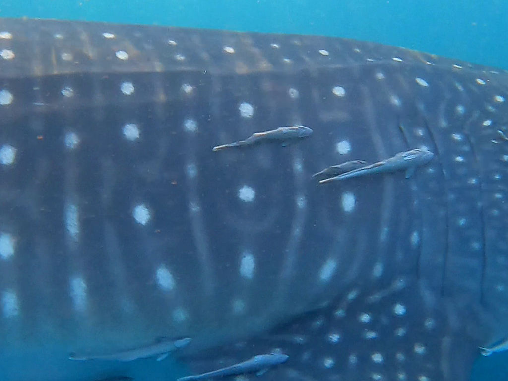 0cbf87d0-ec6c-4e9a-bbb3-613b61d49a27