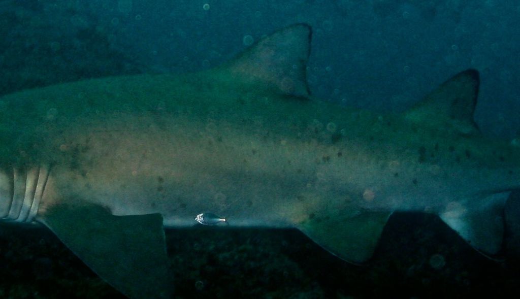 e085a057-8db1-40f4-8b68-754d20b625ad