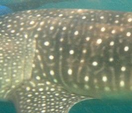 2e1fe955-90dd-4171-b8aa-70d8426a8a51