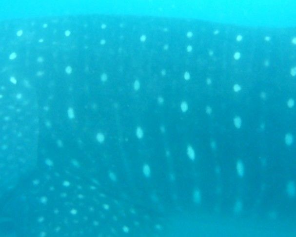 5e113e11-5eea-48e5-87c5-71cb73eefa82