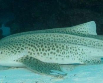 fce645aa-fa1a-4336-a545-0b14a8ead7e2