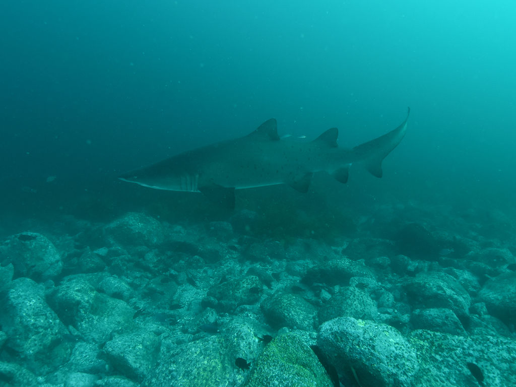 c86d29ae-6bb5-4418-8963-010d4445333f