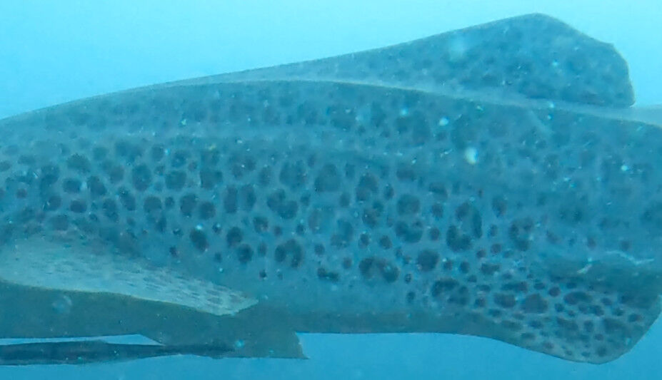 cec71780-51b7-4891-b406-a719653dc0bd